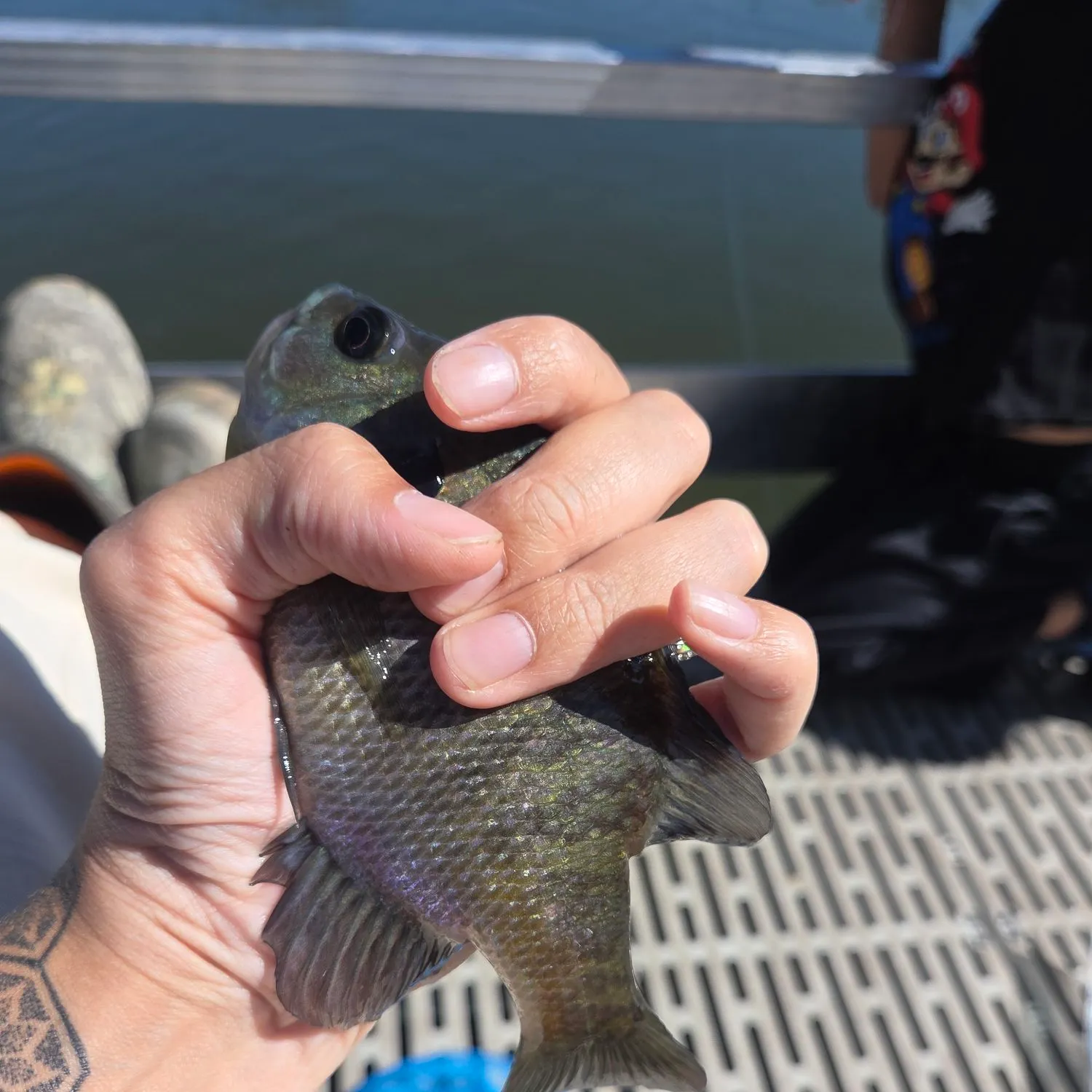 Bluegill caught on Fishbrain