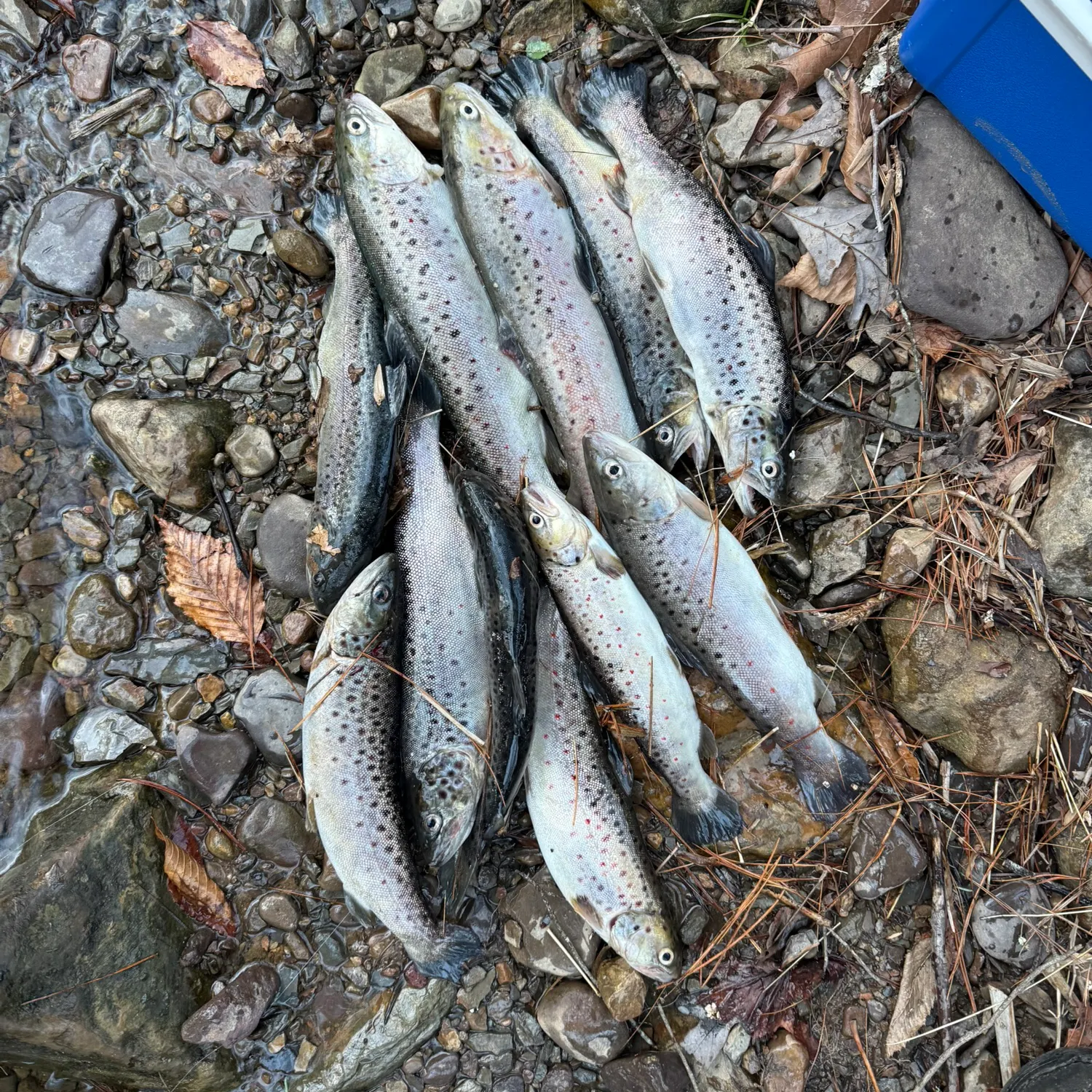 Brown trout caught on Fishbrain