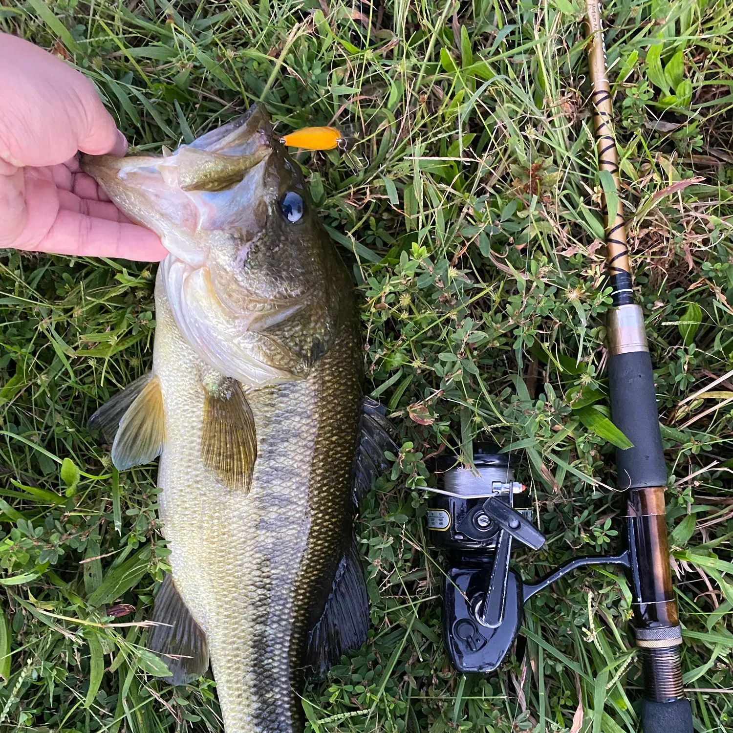 Largemouth bass caught on Fishbrain