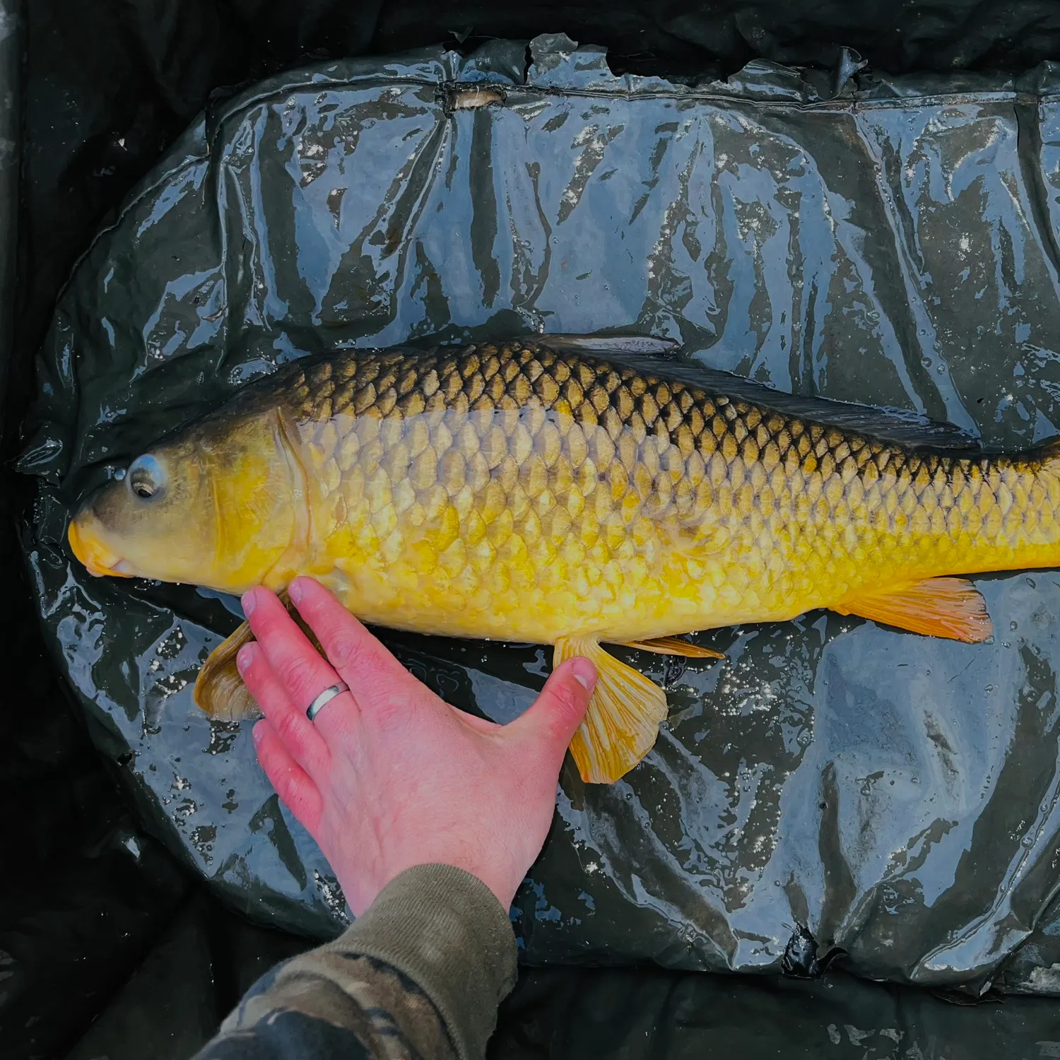Common carp caught on Fishbrain
