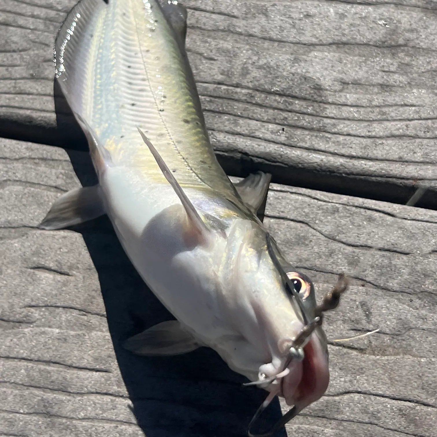Channel catfish caught on Fishbrain