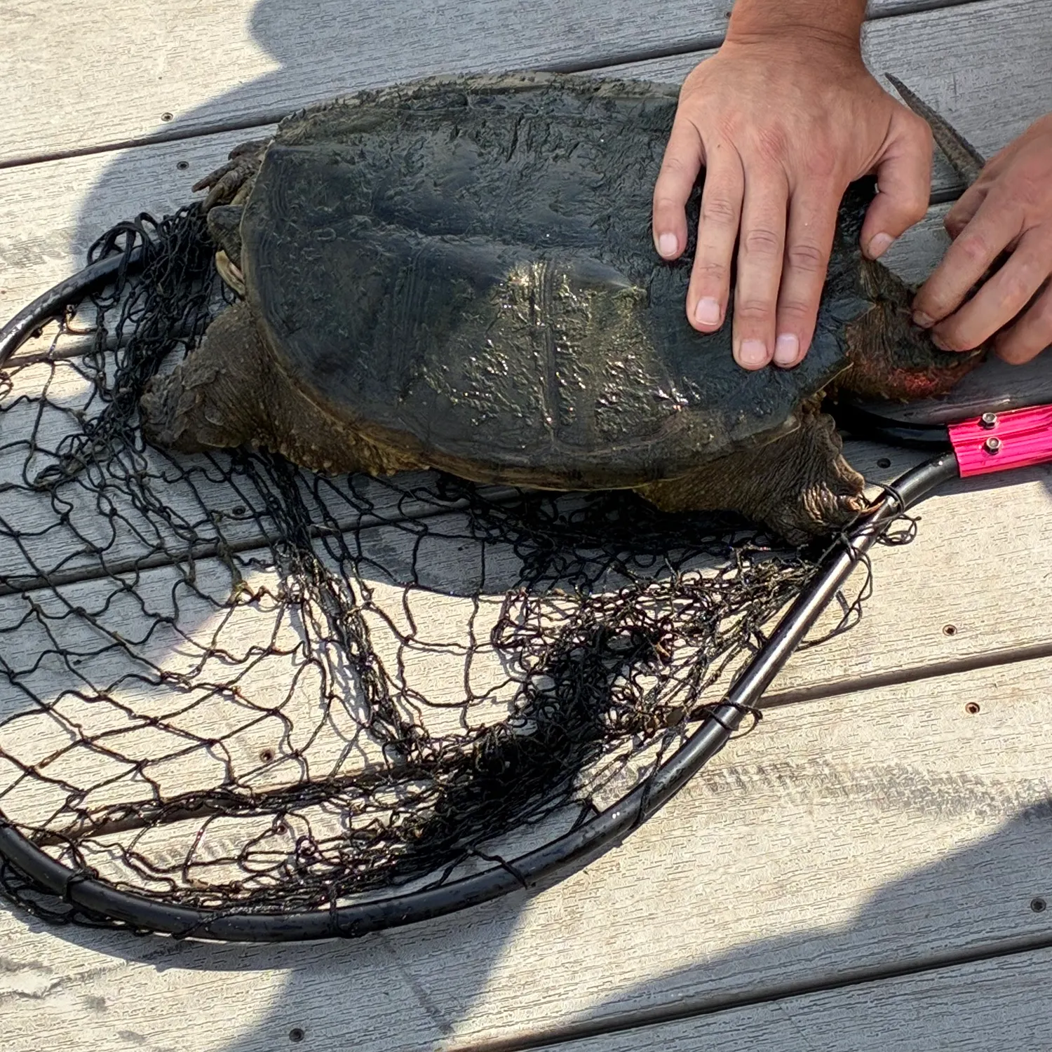 Common snapping turtle caught on Fishbrain