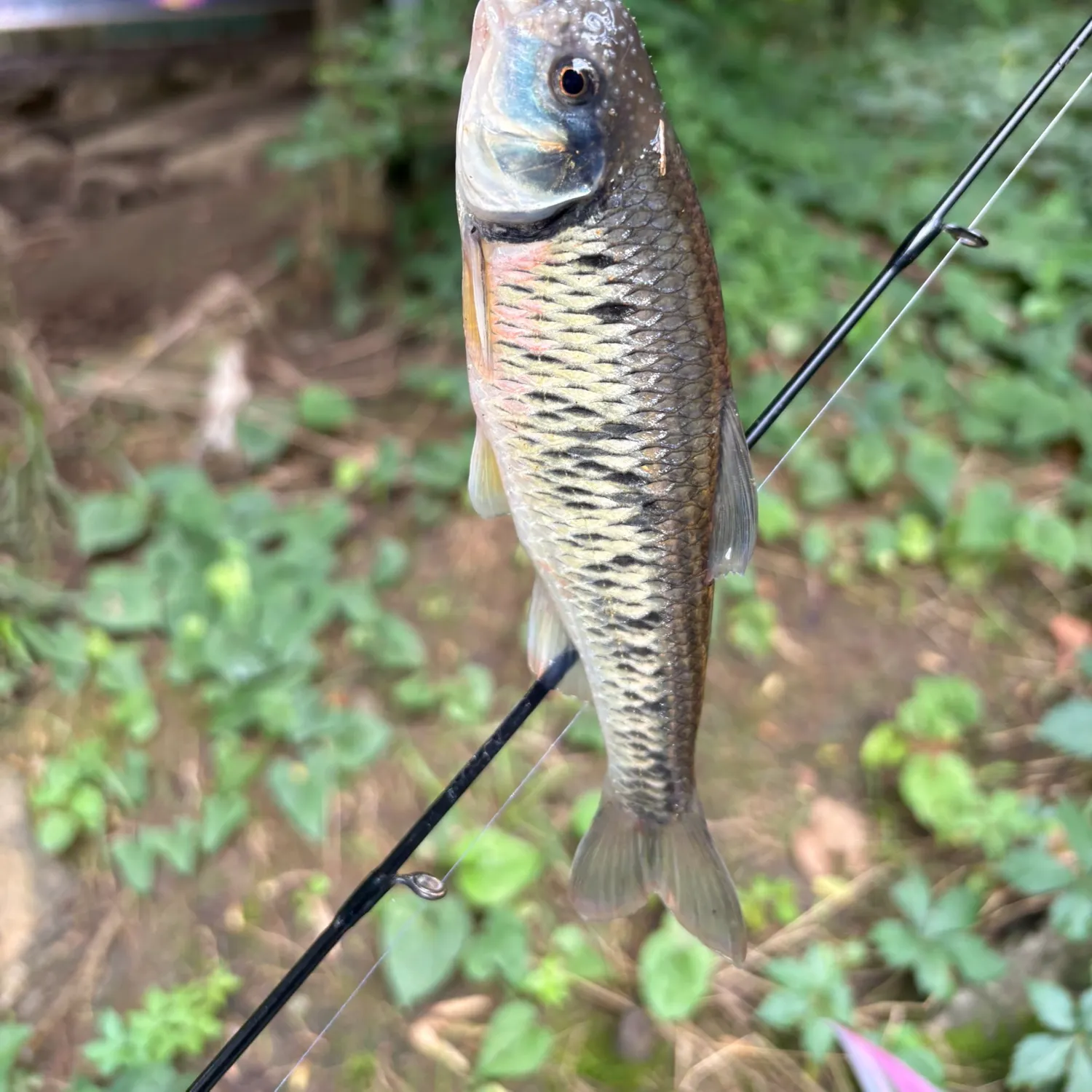 The most recent Striped shiner catches on Fishbrain