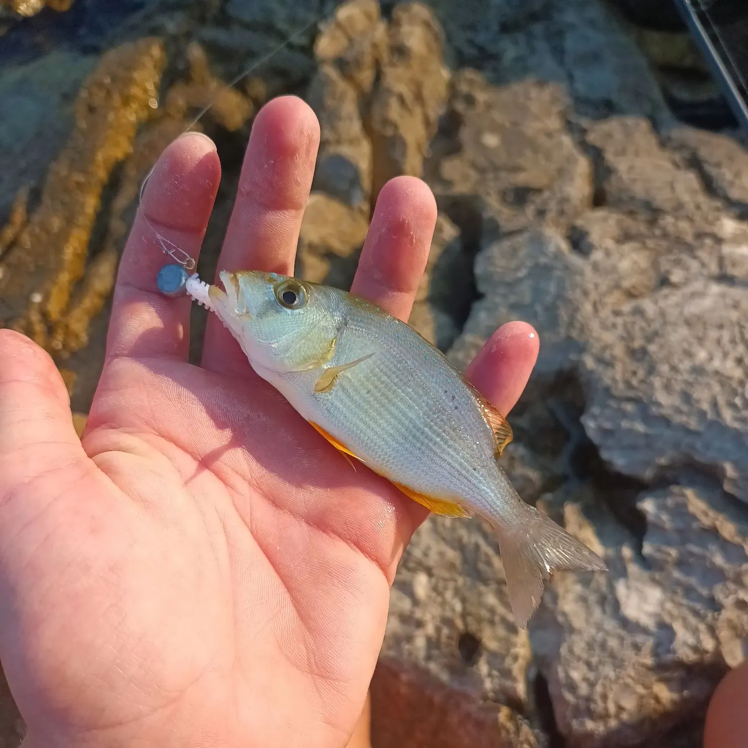 The most recent Common dentex catches on Fishbrain