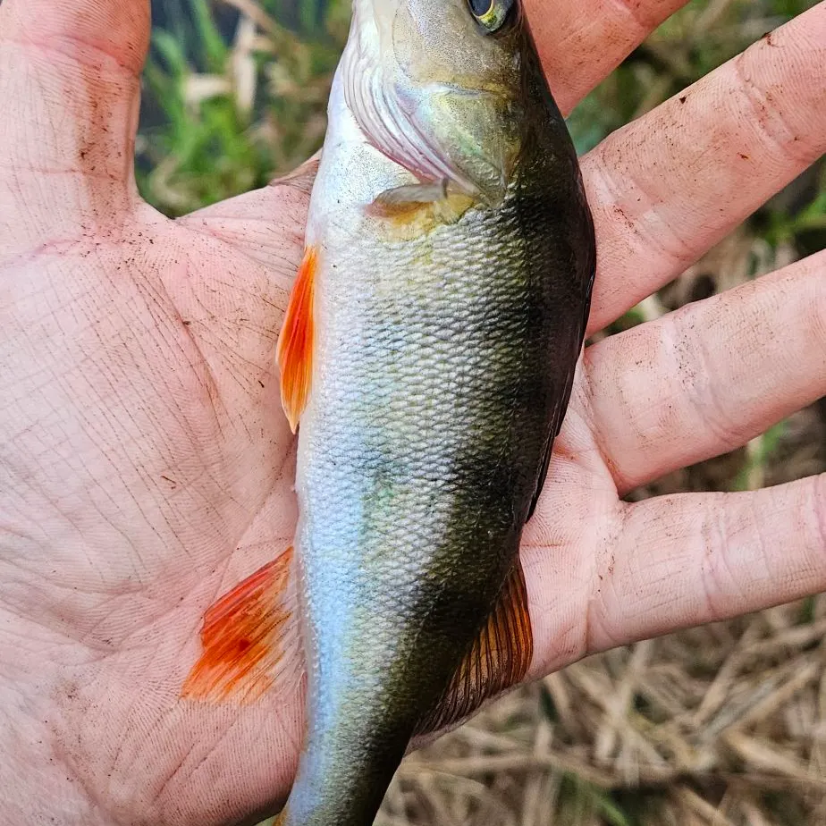 European perch caught on Fishbrain