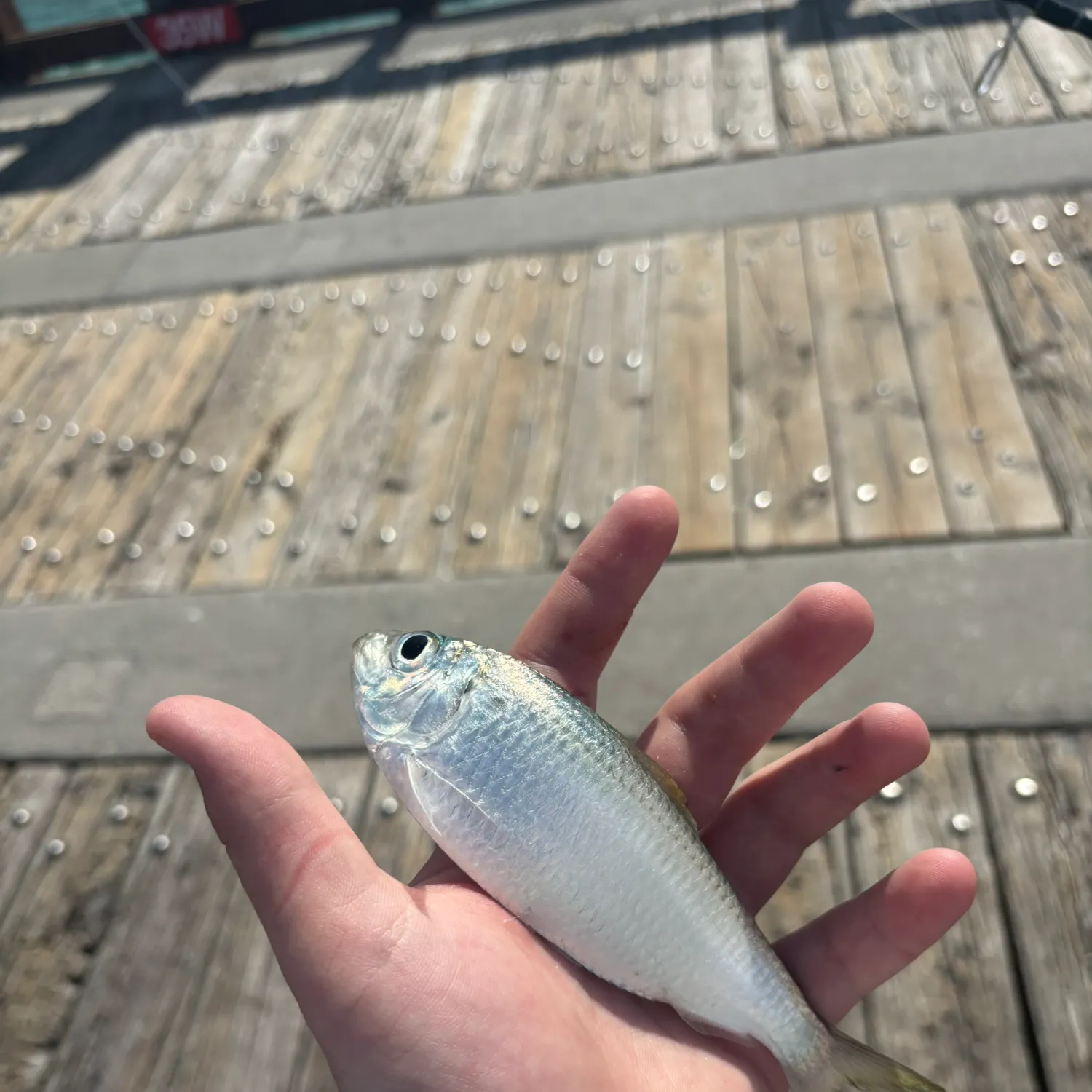 The most recent Greenback horse mackerel catches on Fishbrain