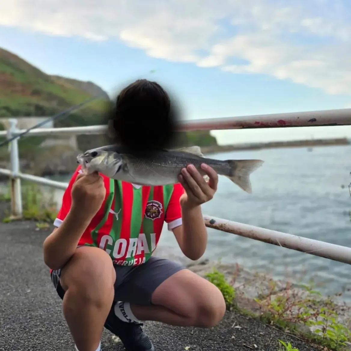 The most recent European seabass catches on Fishbrain