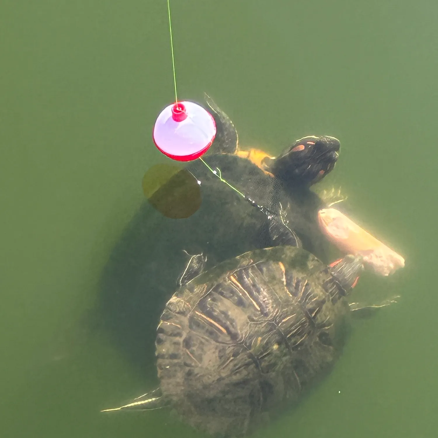 Pond slider turtle caught on Fishbrain