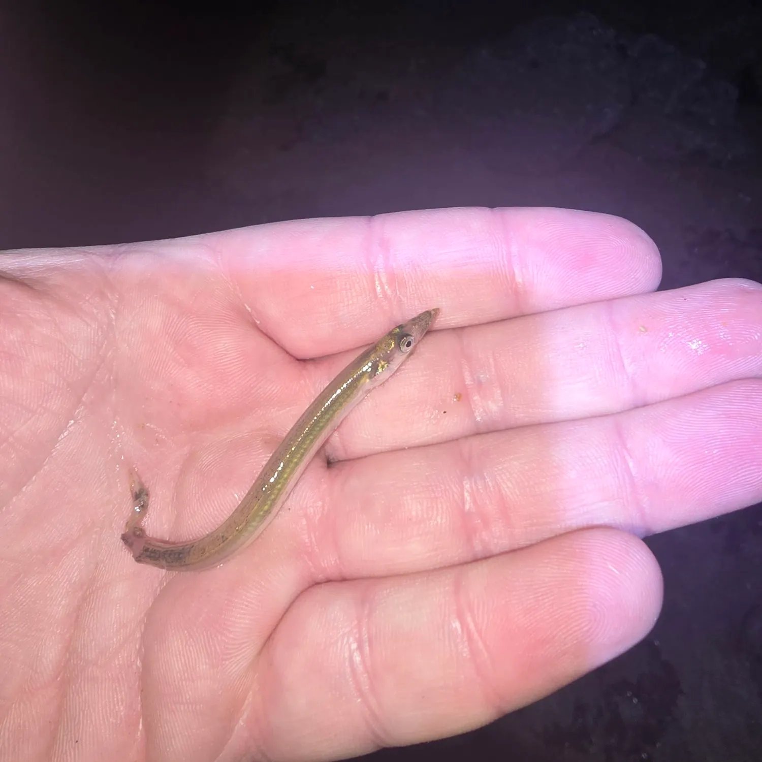 The most recent Pacific sand lance catches on Fishbrain