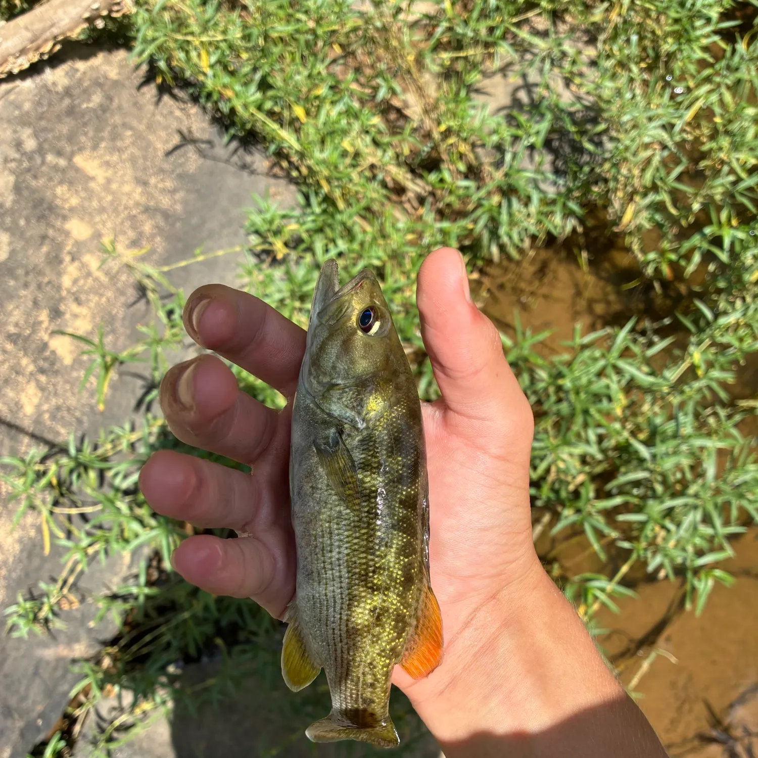 Smallmouth bass caught on Fishbrain