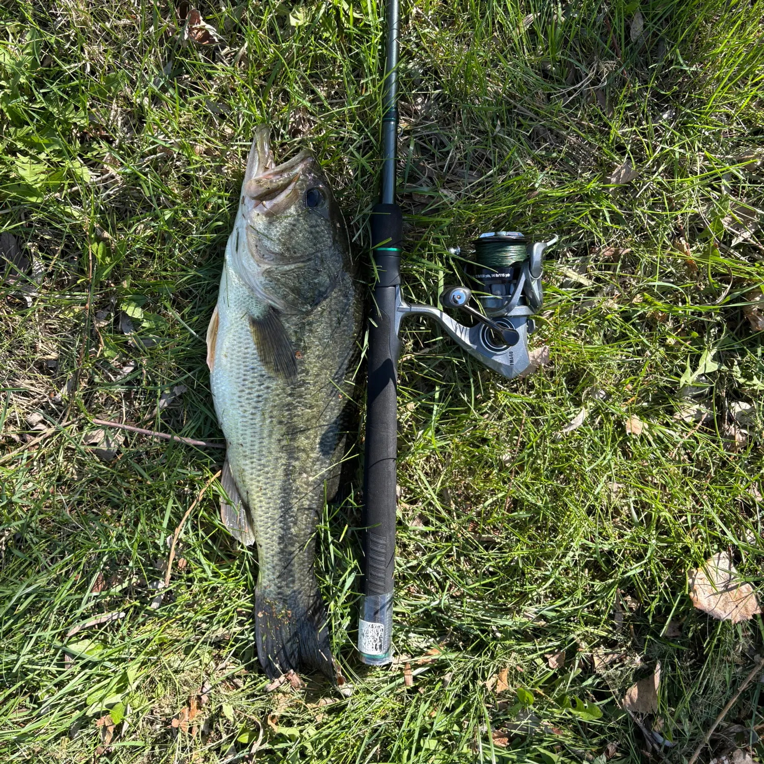 Largemouth bass caught on Fishbrain