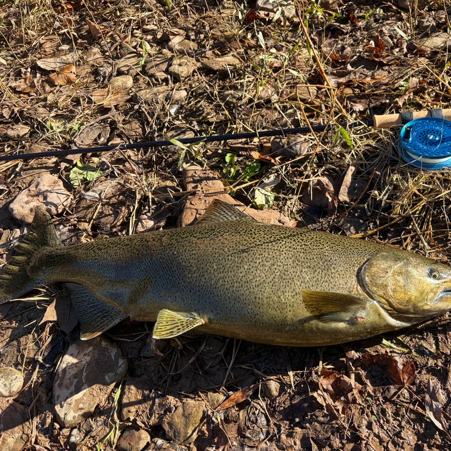 Chinook salmon caught on Fishbrain