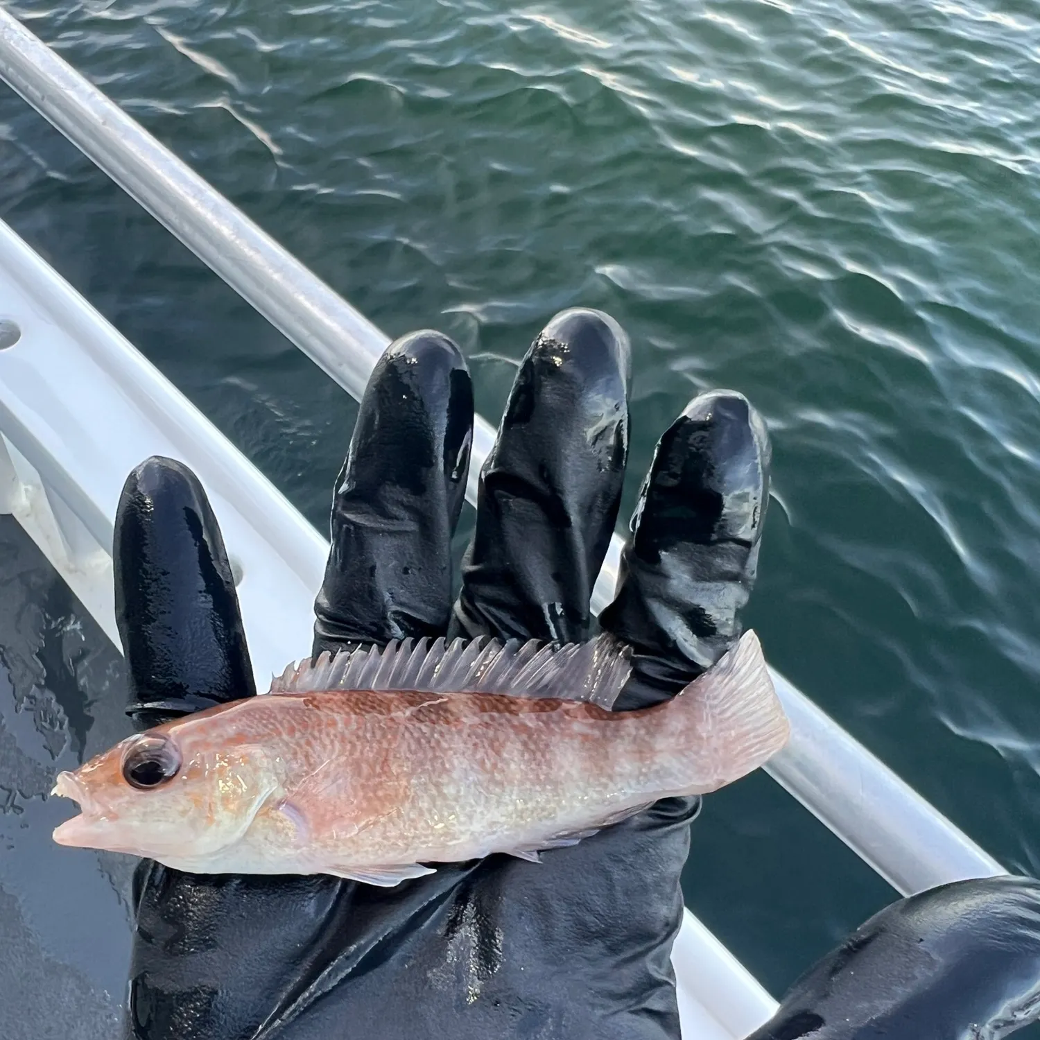 Cunner caught on Fishbrain