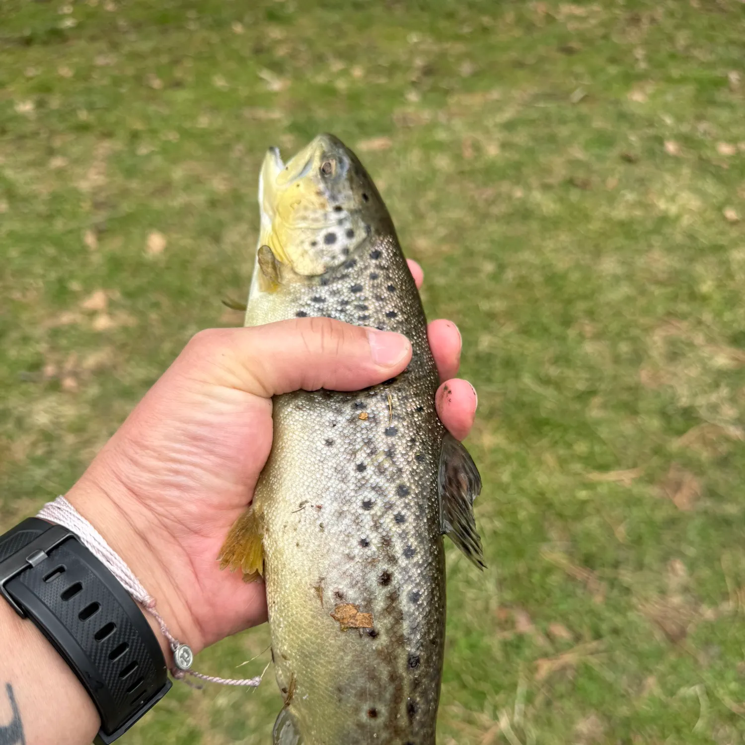 The most recent Sea trout catches on Fishbrain