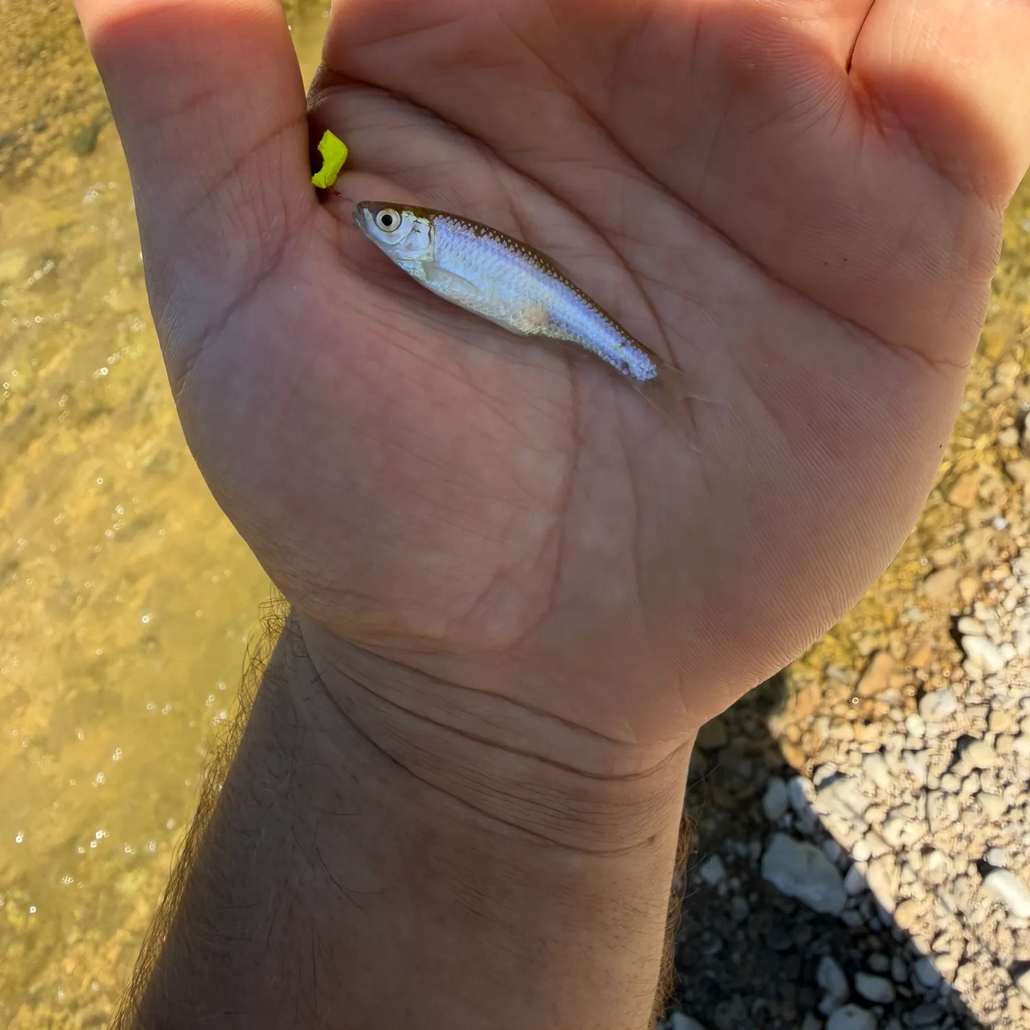 The most recent Red shiner catches on Fishbrain