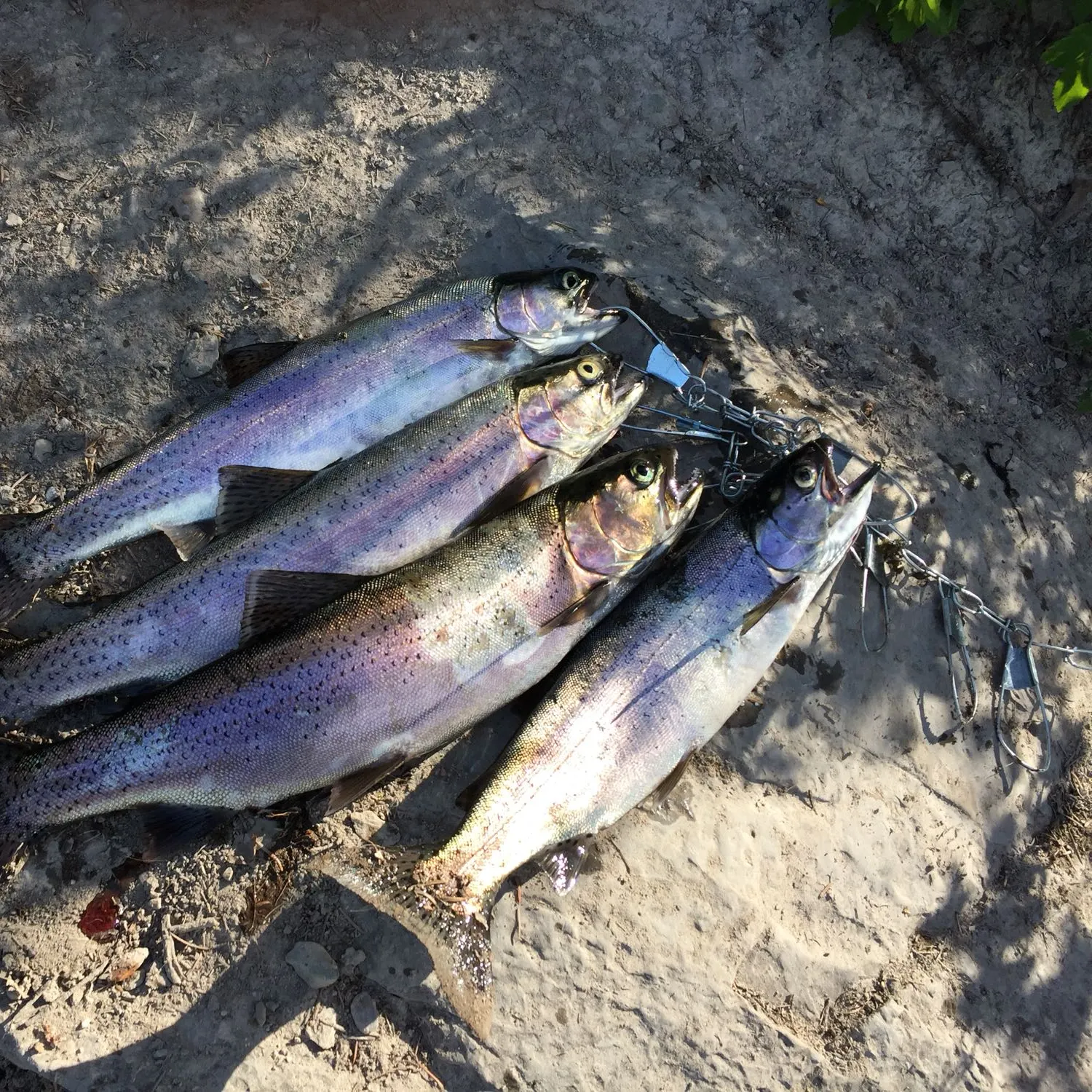 recently logged catches