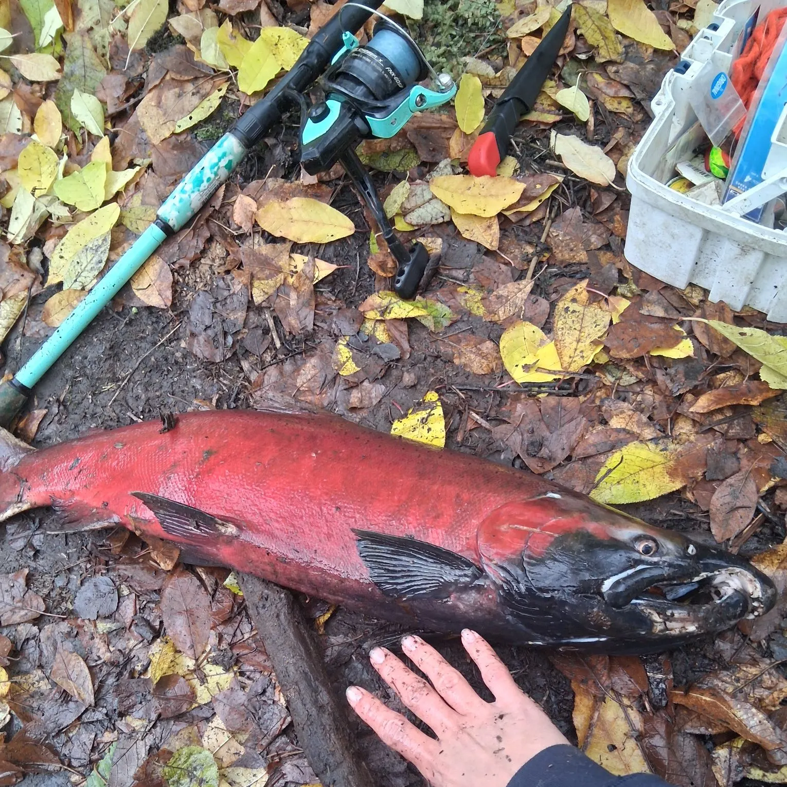 Coho salmon caught on Fishbrain