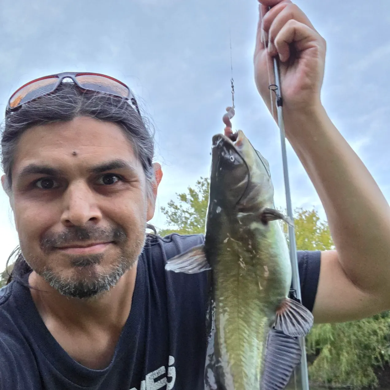 Black bullhead caught on Fishbrain