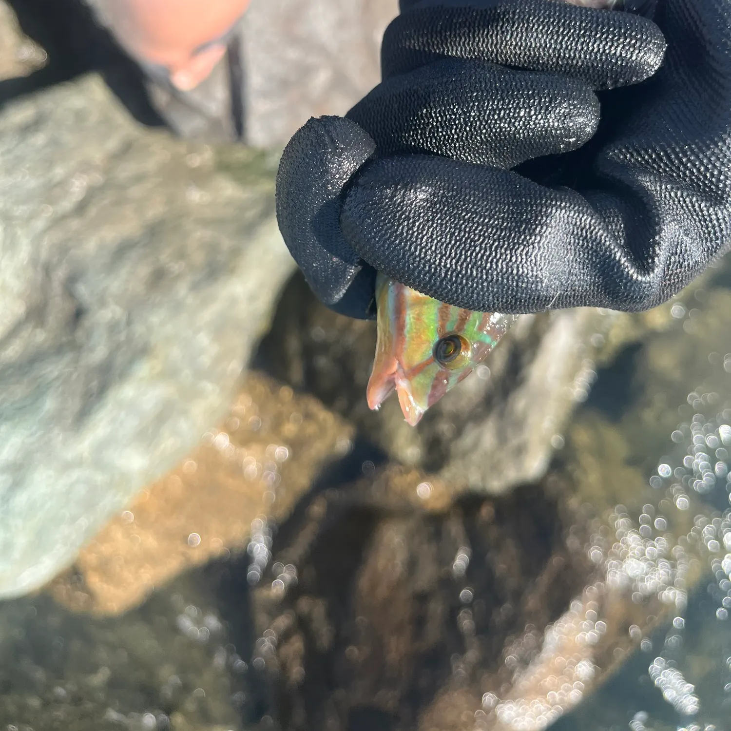 Gunther's wrasse caught on Fishbrain