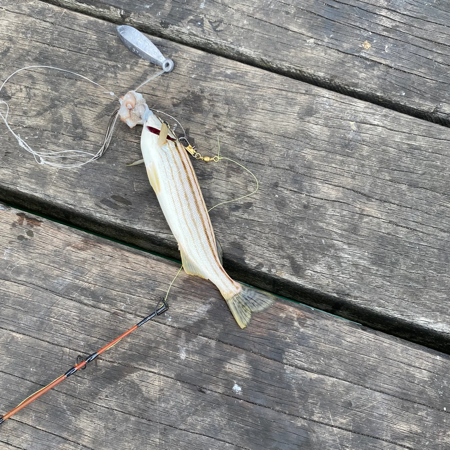The most recent Western striped grunter catches on Fishbrain