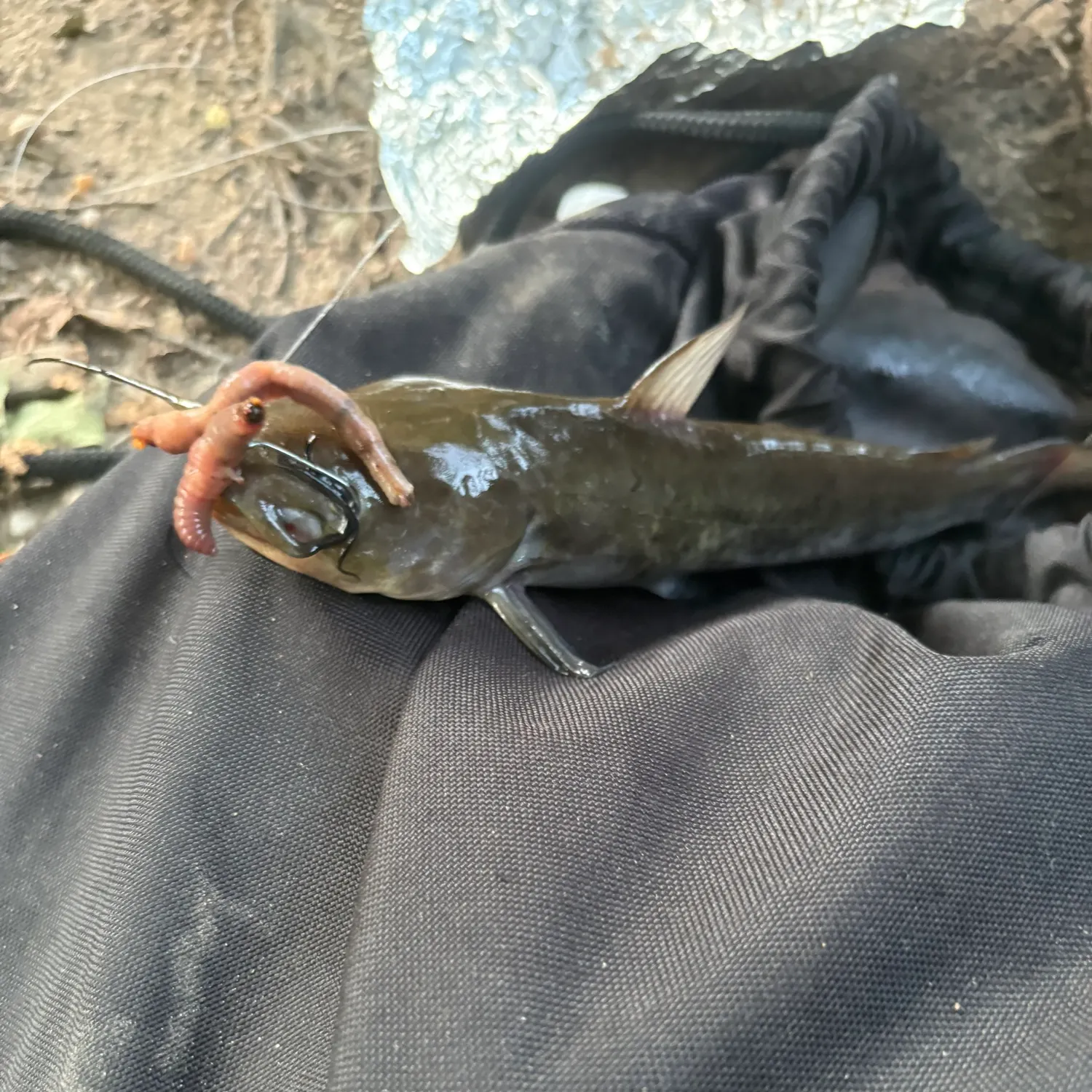 Fish caught on Fishbrain