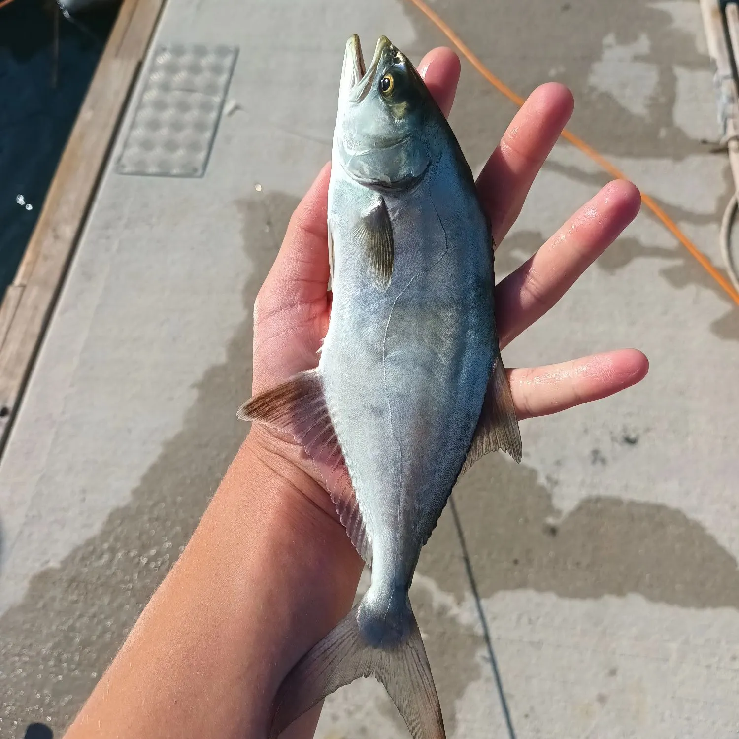 The most recent Leerfish catches on Fishbrain