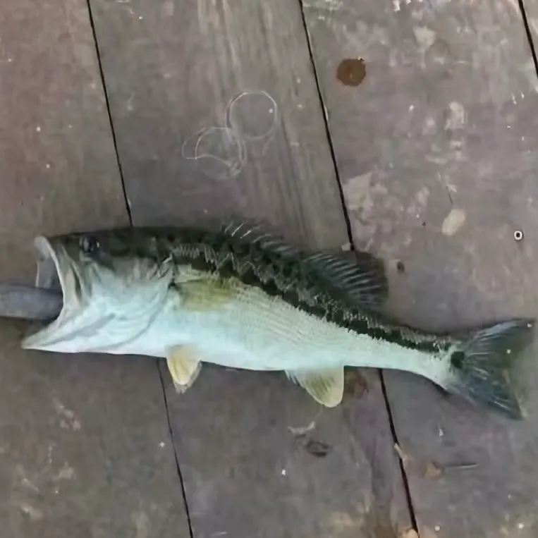 The most recent Great barracuda catches on Fishbrain