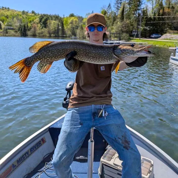 Northern pike caught on Fishbrain