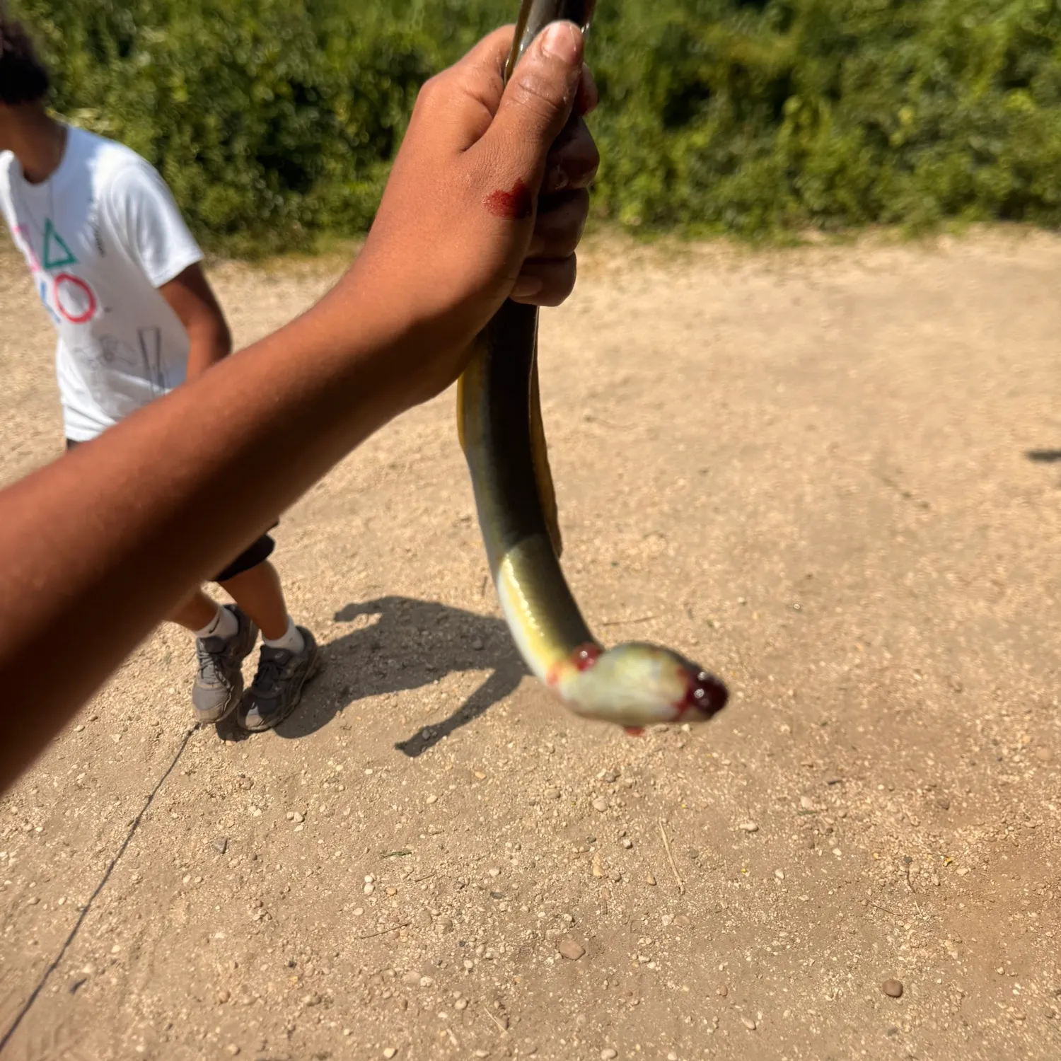 The most recent American eel catches on Fishbrain