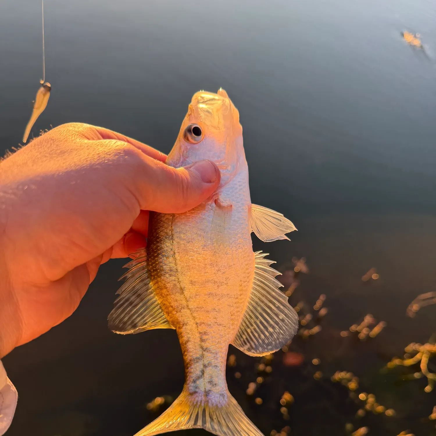 White crappie caught on Fishbrain