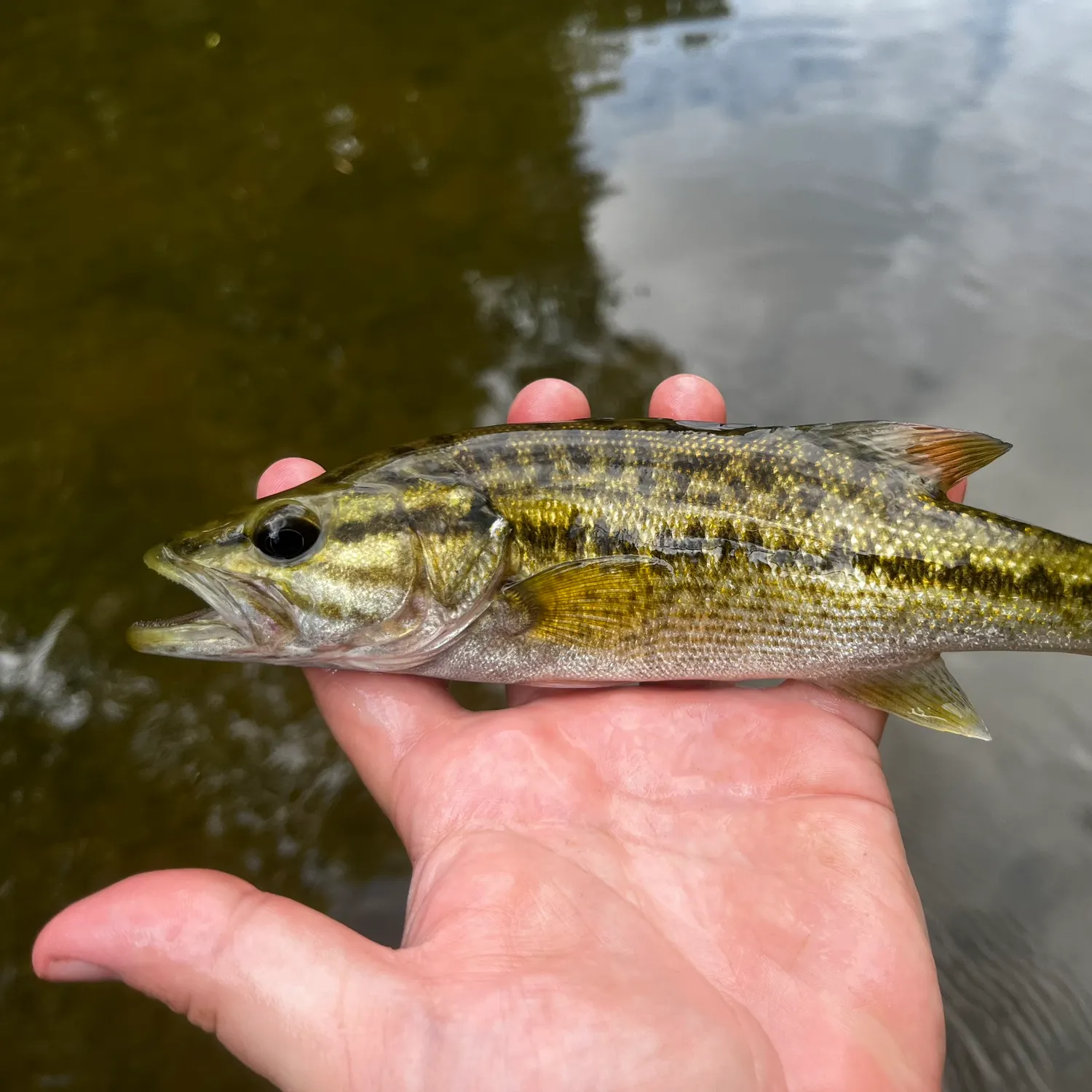 Spotted bass caught on Fishbrain