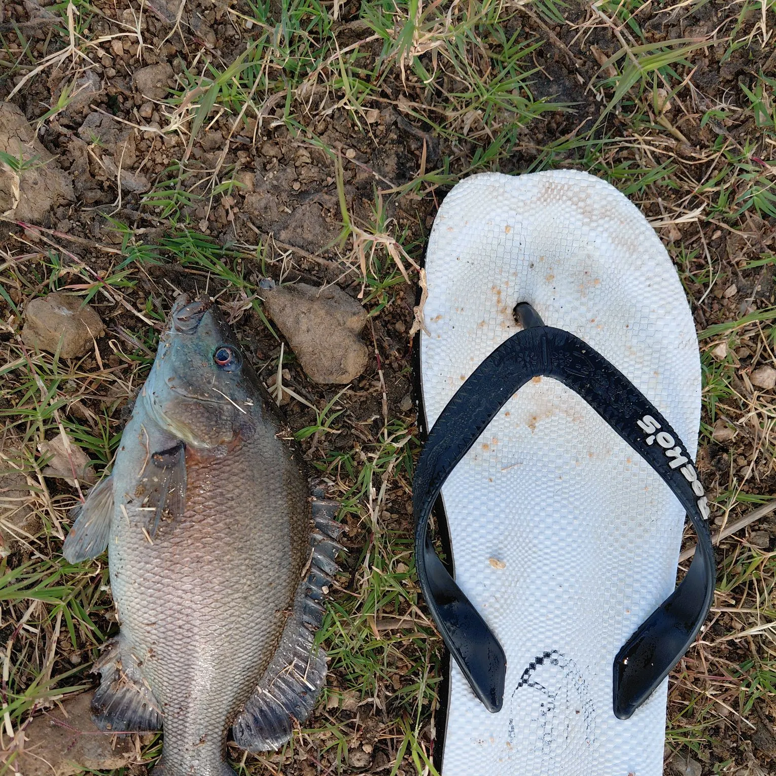 The most recent Sooty grunter catches on Fishbrain