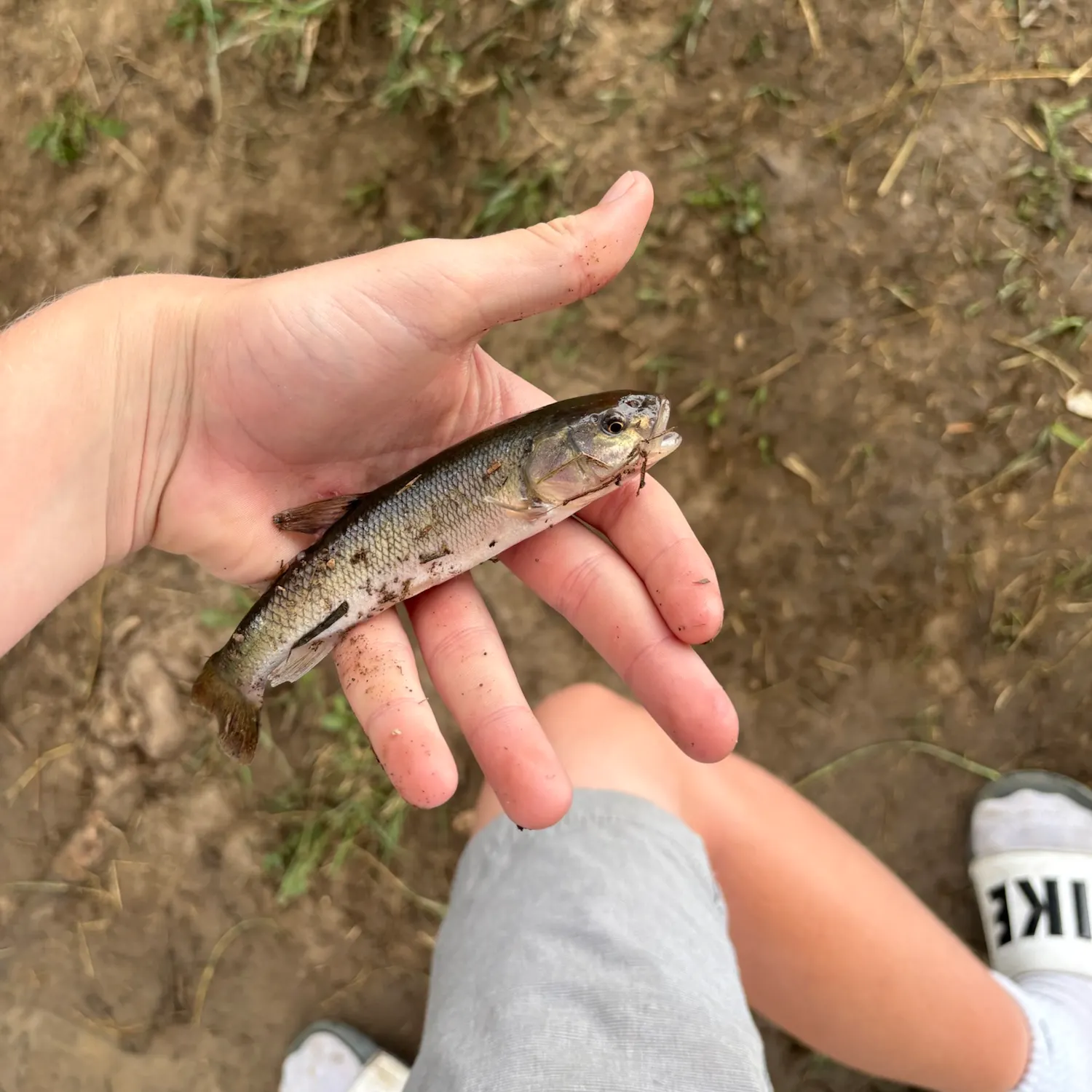 Creek chub caught on Fishbrain