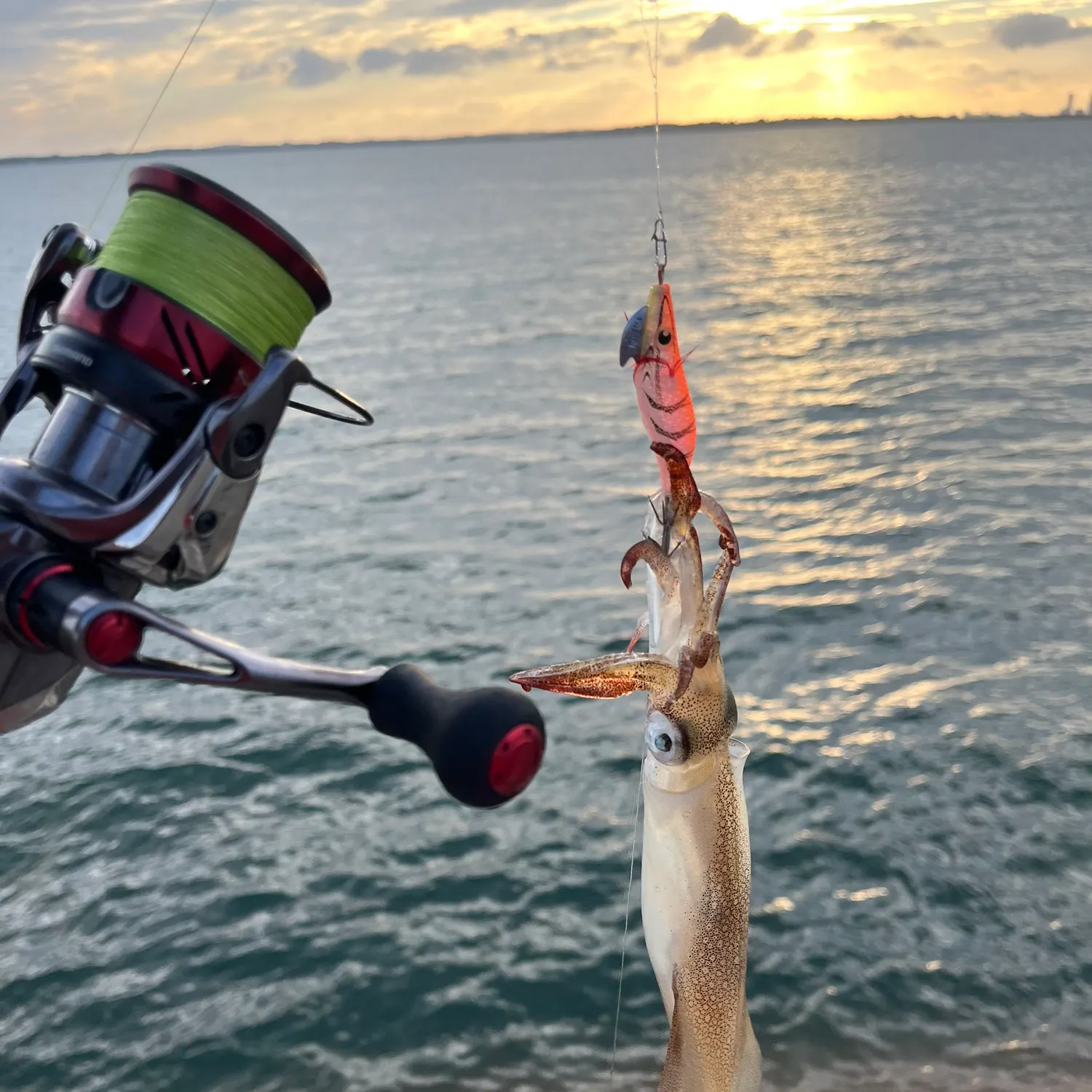 The most recent Longfin inshore squid catches on Fishbrain