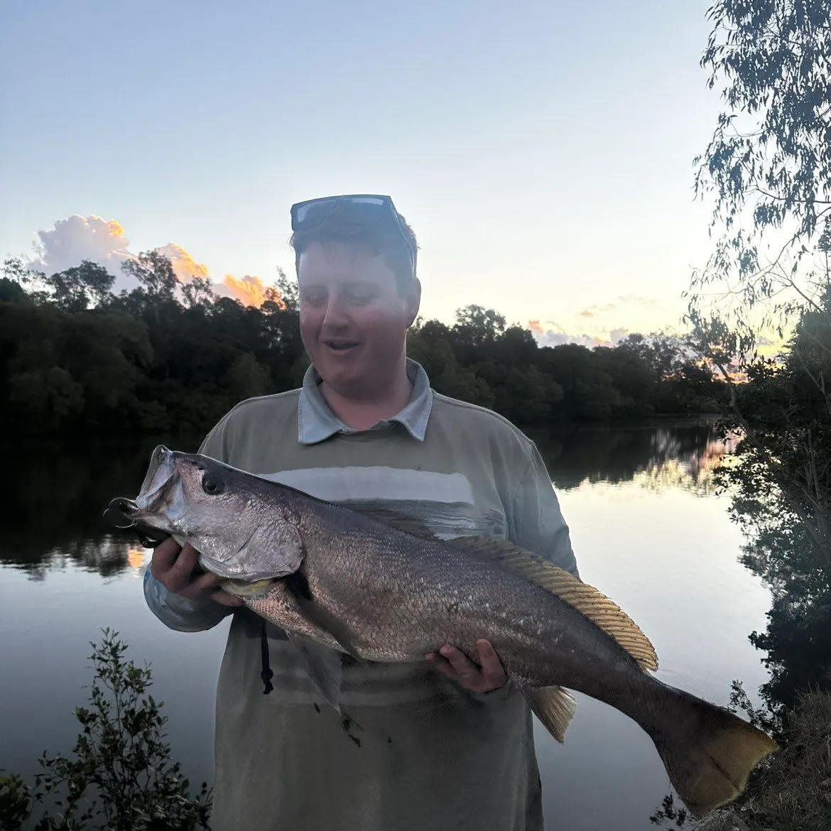 Japanese meagre caught on Fishbrain