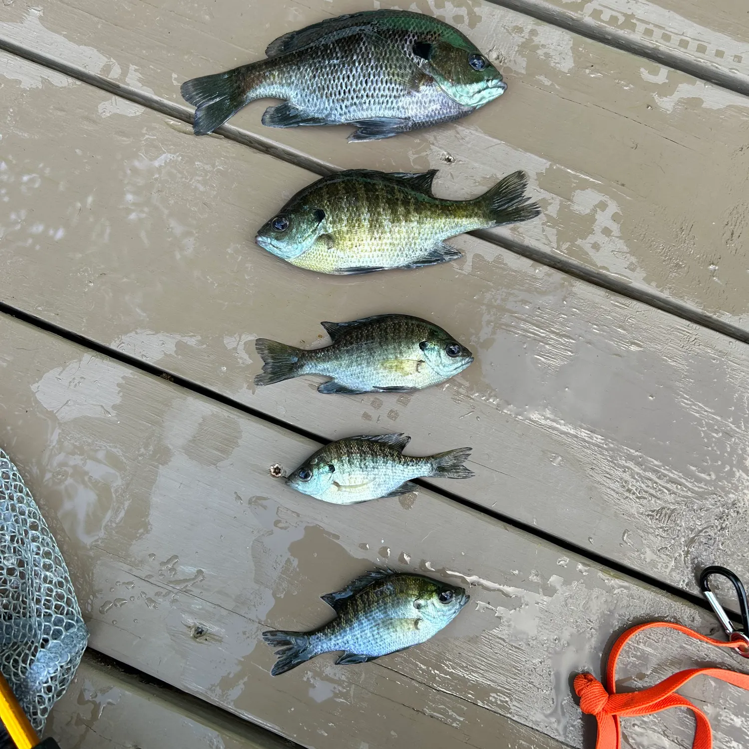 Bluegill caught on Fishbrain