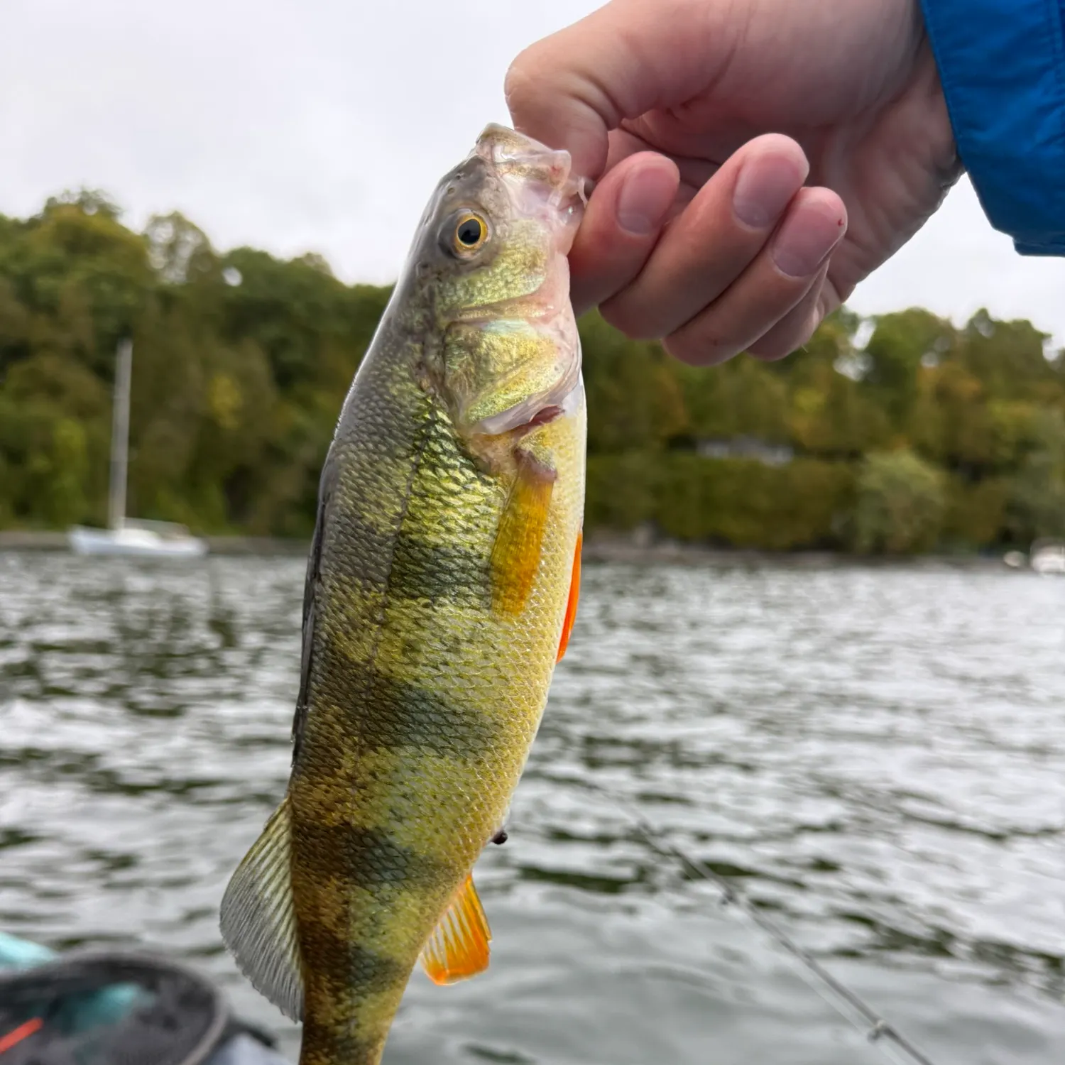 Yellow perch caught on Fishbrain