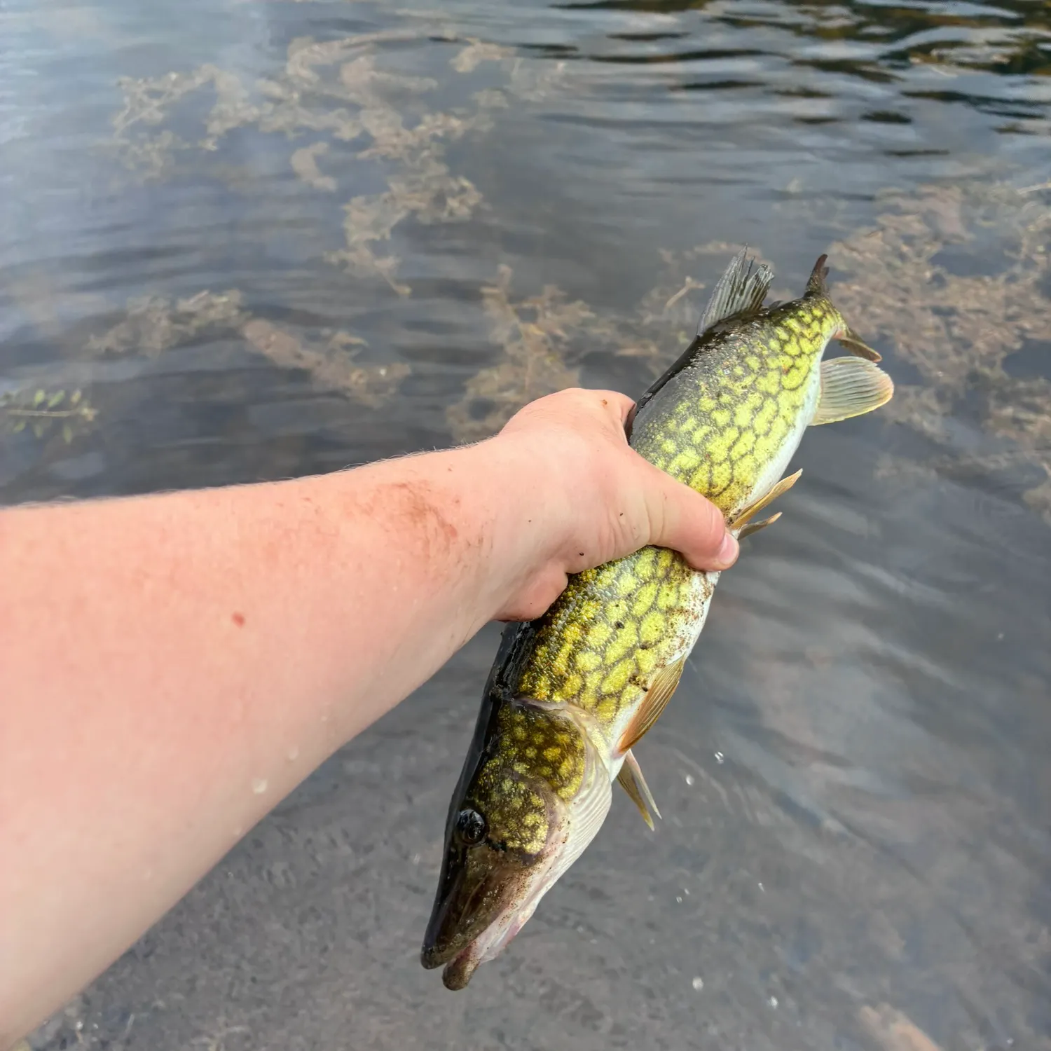 Chain pickerel caught on Fishbrain