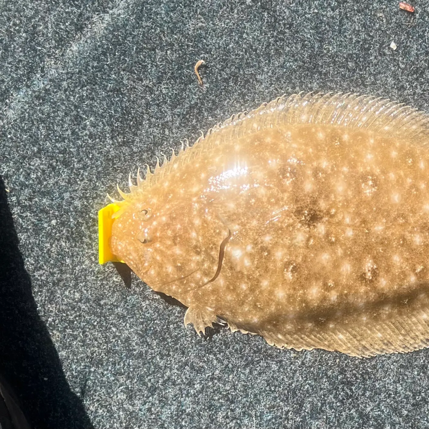 The most recent Largetooth flounder catches on Fishbrain