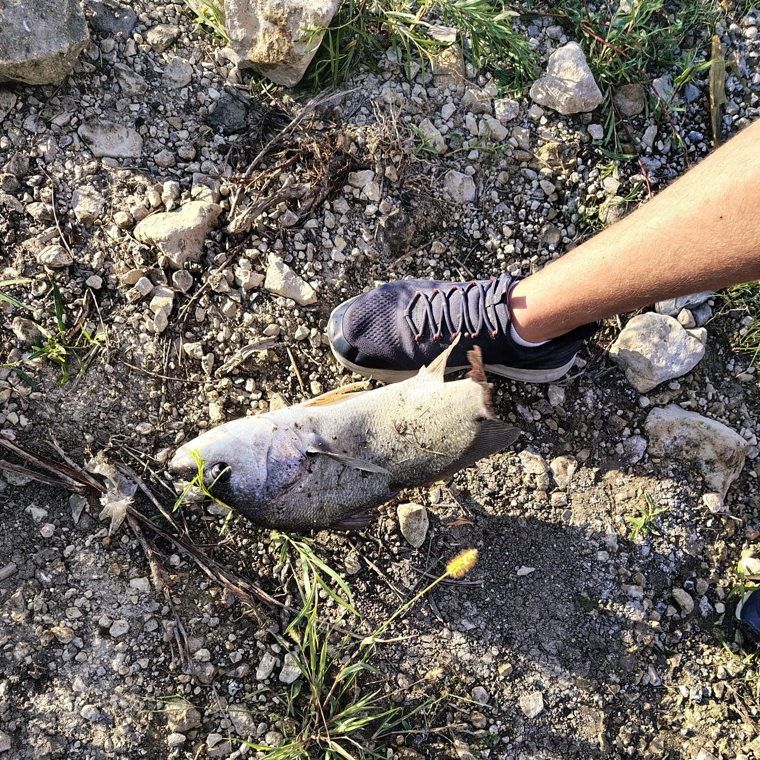 Freshwater drum caught on Fishbrain