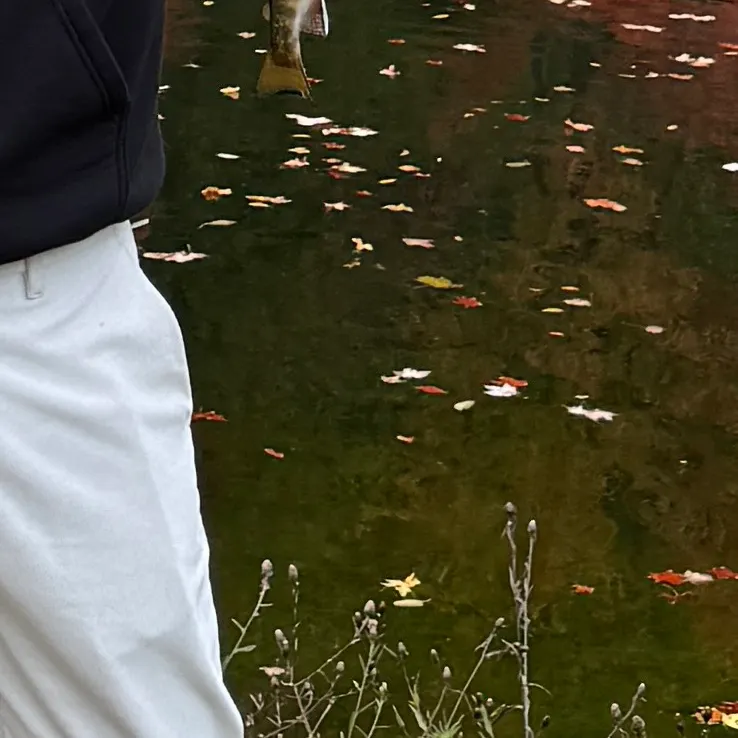 Fish caught on Fishbrain