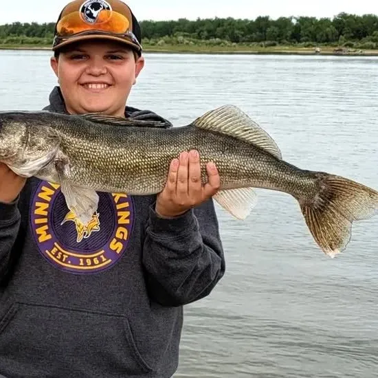 Walleye caught on Fishbrain