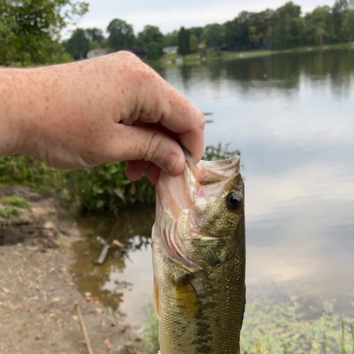 Largemouth bass caught on Fishbrain