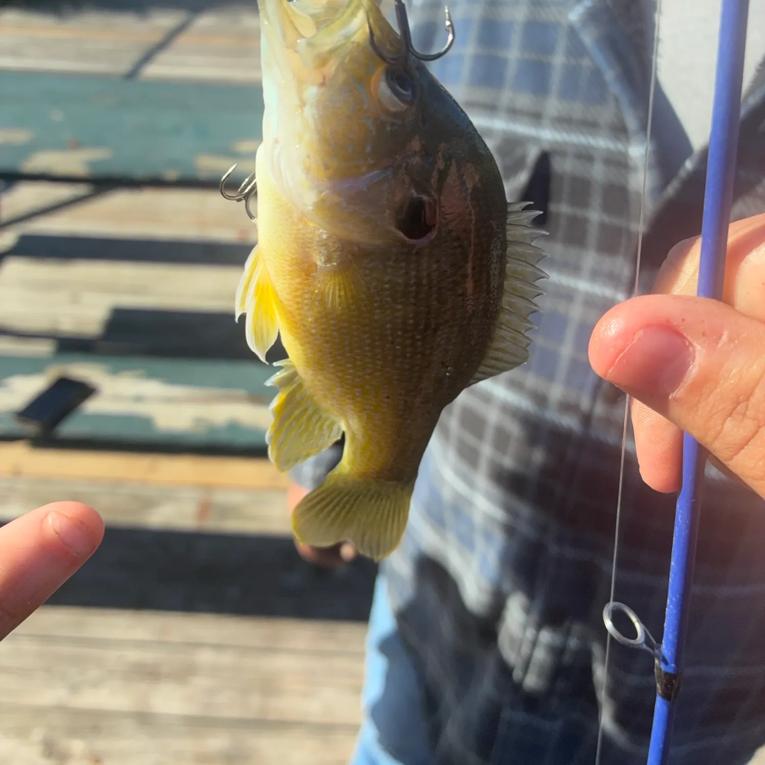 Green sunfish caught on Fishbrain
