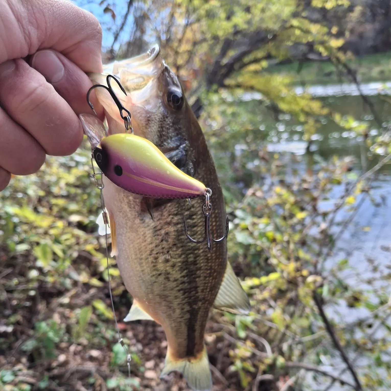 Largemouth bass caught on Fishbrain