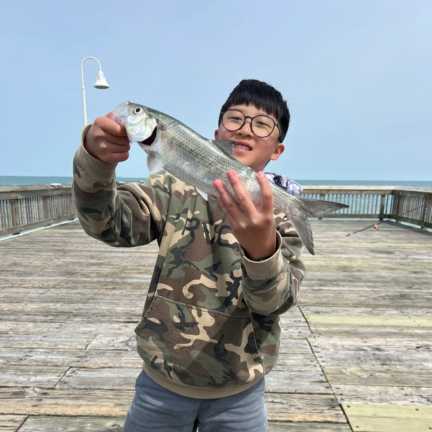 The most recent American shad catches on Fishbrain