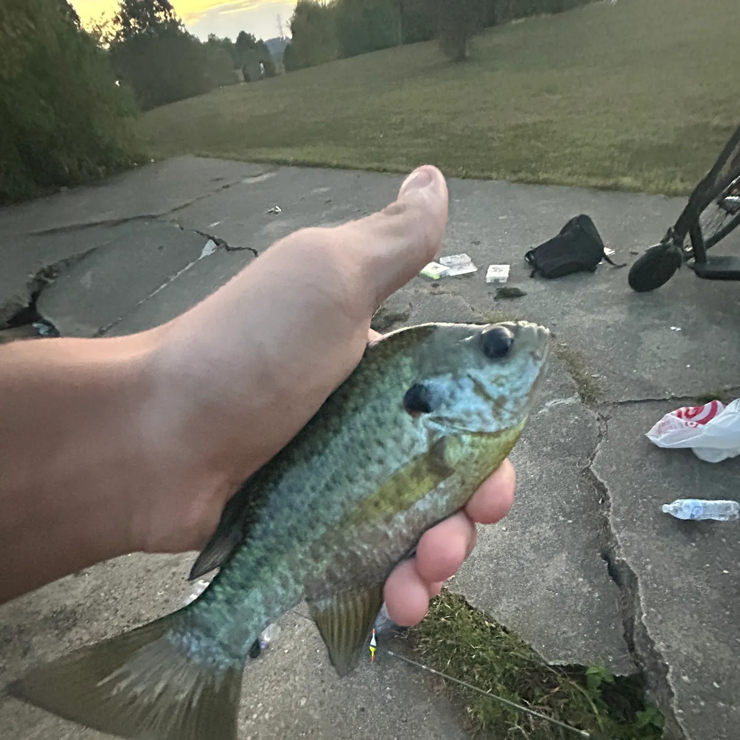 Bluegill caught on Fishbrain