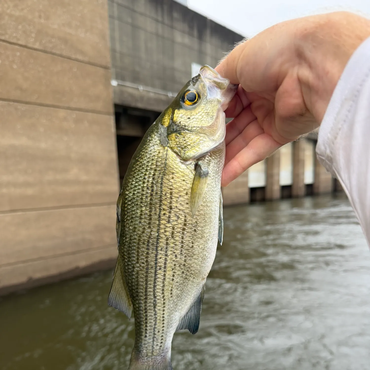 White bass caught on Fishbrain