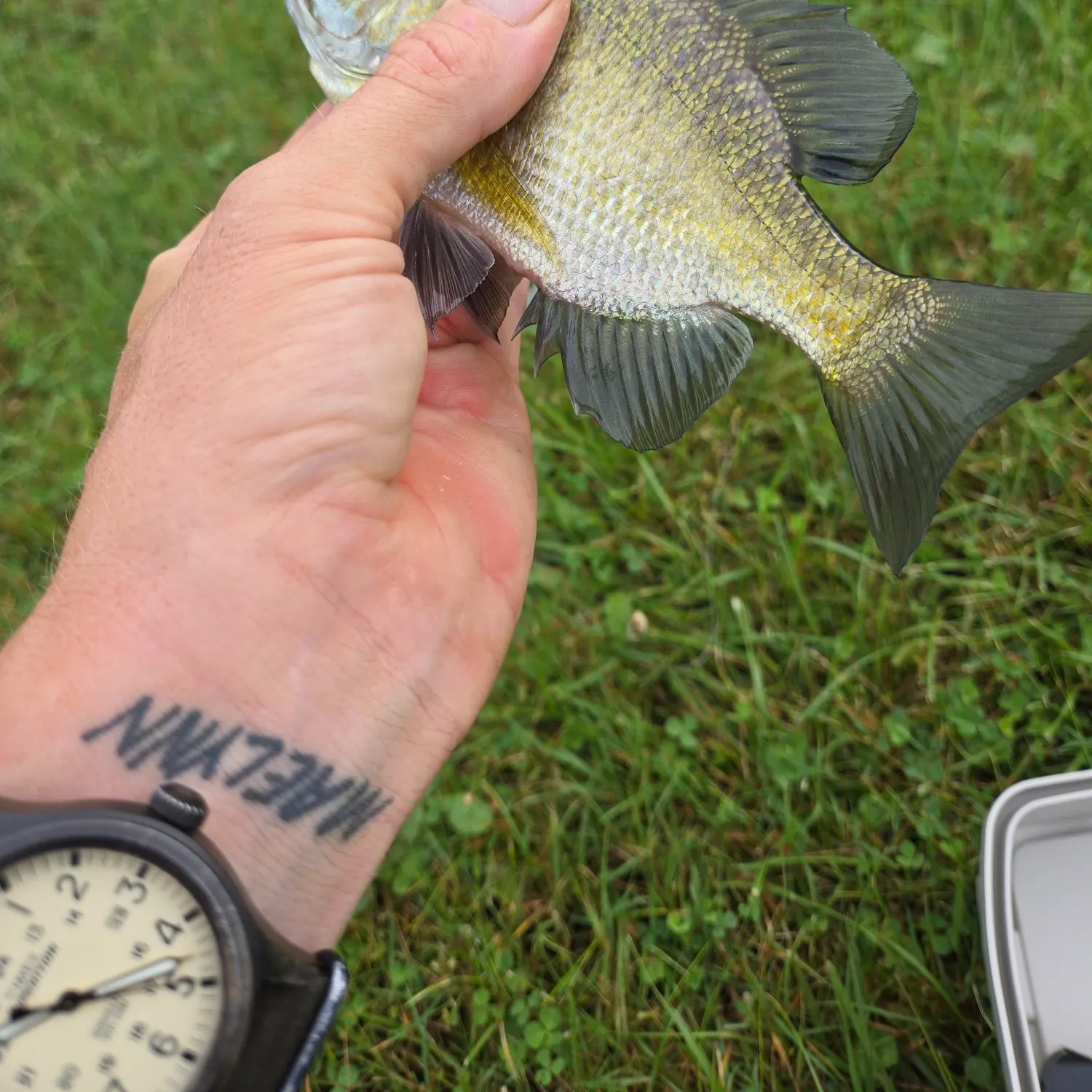 Bluegill caught on Fishbrain