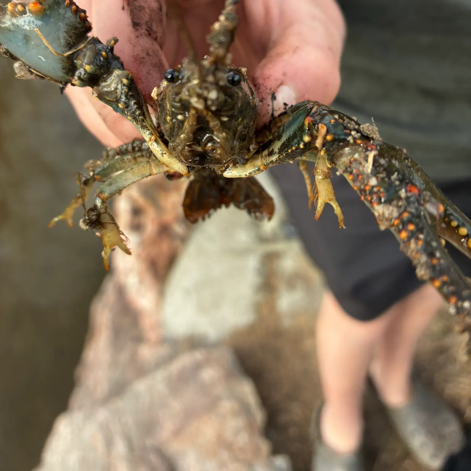 The most recent Rusty crayfish catches on Fishbrain
